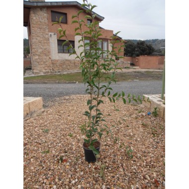 ALIGUSTRE M-13 0,80-1 M