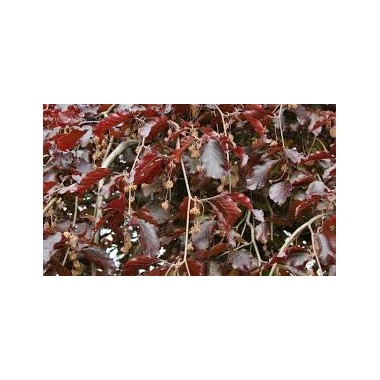 FAGUS SYLVATICA "PURPUREA PENDULA" 200-250