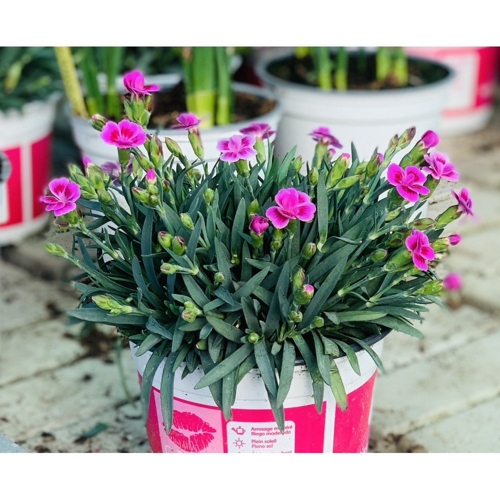 DIANTHUS  1L