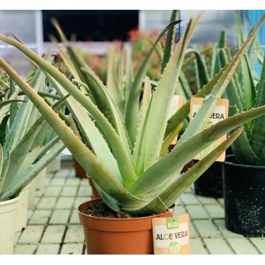 ALOE VERA C-21