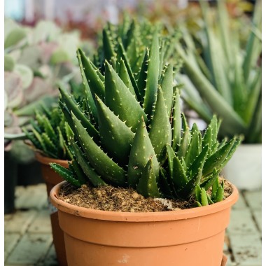 ALOE MITRIFORMIS 5L