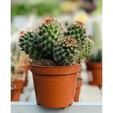 CACTUS M-85