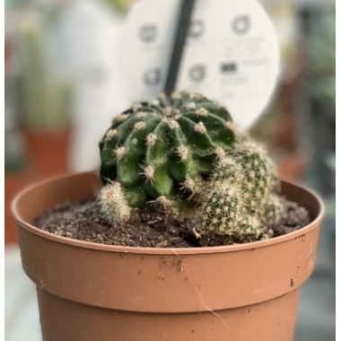 CACTUS EXTERIOR 