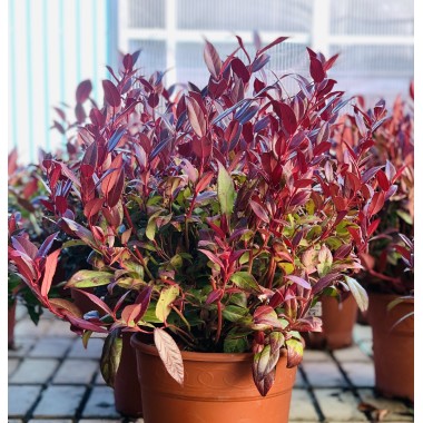 LEUCOTHOE