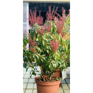 PIERIS JAPÓNICA 3L