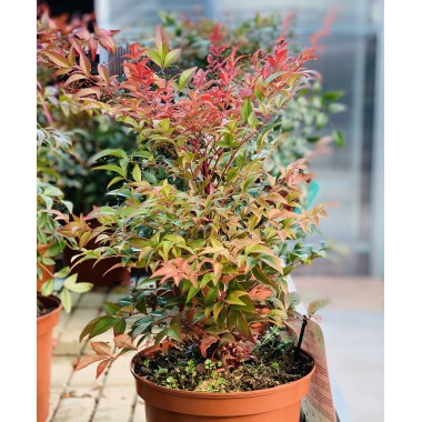 NANDINA 5L