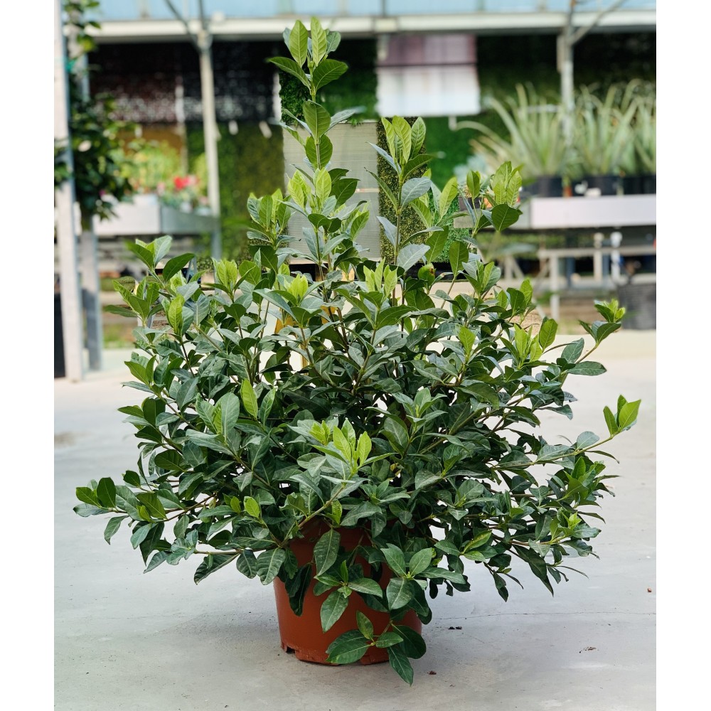 GARDINEA 5L