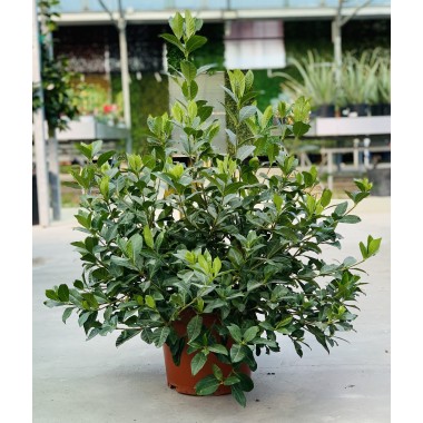 GARDINEA 5L