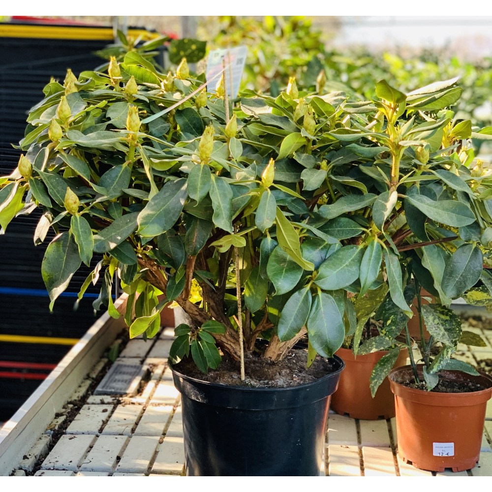RHODODENDRON 10L