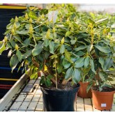 RHODODENDRON 10L
