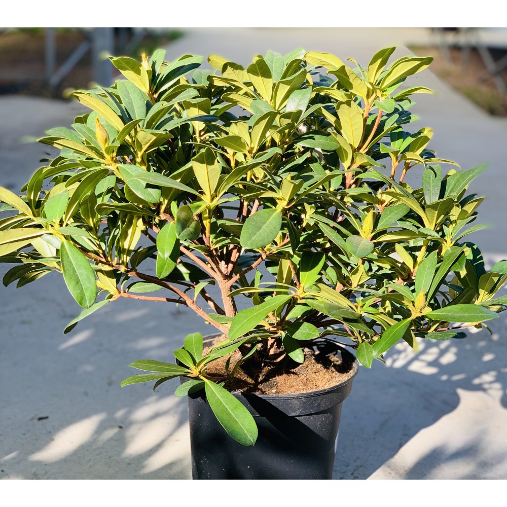 RHODODENDRON 5L