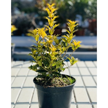 OSMANTHUS TRICOLOR 2.5L