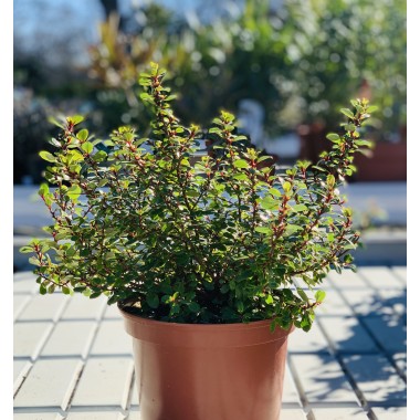 ESCALLONIA RED DREAM 2.5L