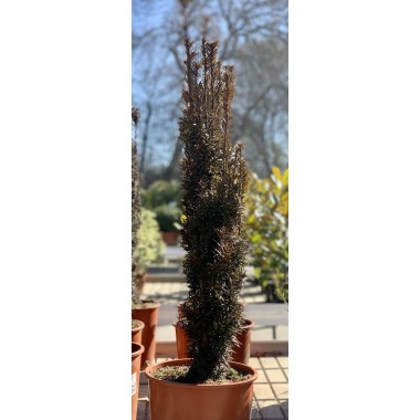 TAXUS BACCATA 10L