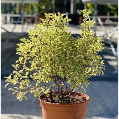 PITTOSPORUM 5L