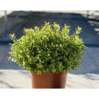 PITTOSPORUM GOLF BALL 5L 