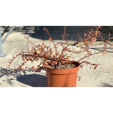 PYRACANTHA ROJA 3L
