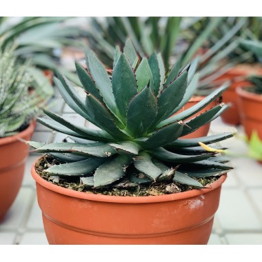 AGAVE T20