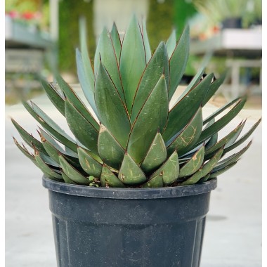 AGAVE M25