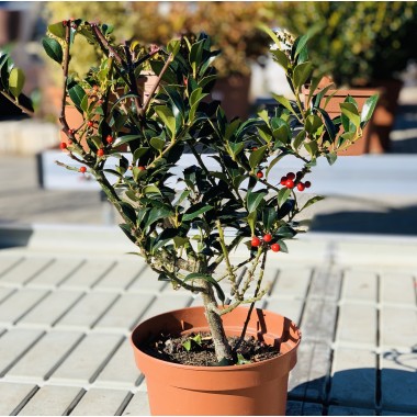 ILEX ALASKA 3L