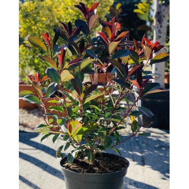 PHOTINIA 10L