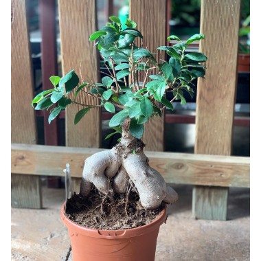 FICUS MICROCARP GINSENG