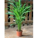 ARECA C14