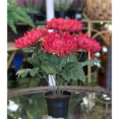 CHRYSANTHEMU