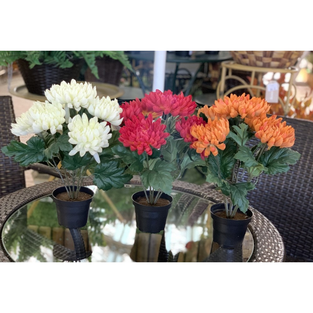 CHRYSANTHEMU
