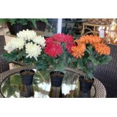CHRYSANTHEMU