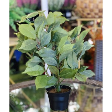 FICUS BENJAMINA