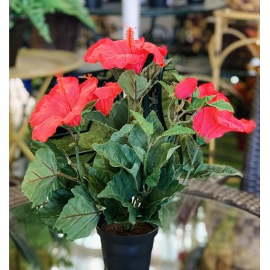 HIBISCUS