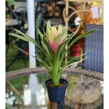 GUZMANIA