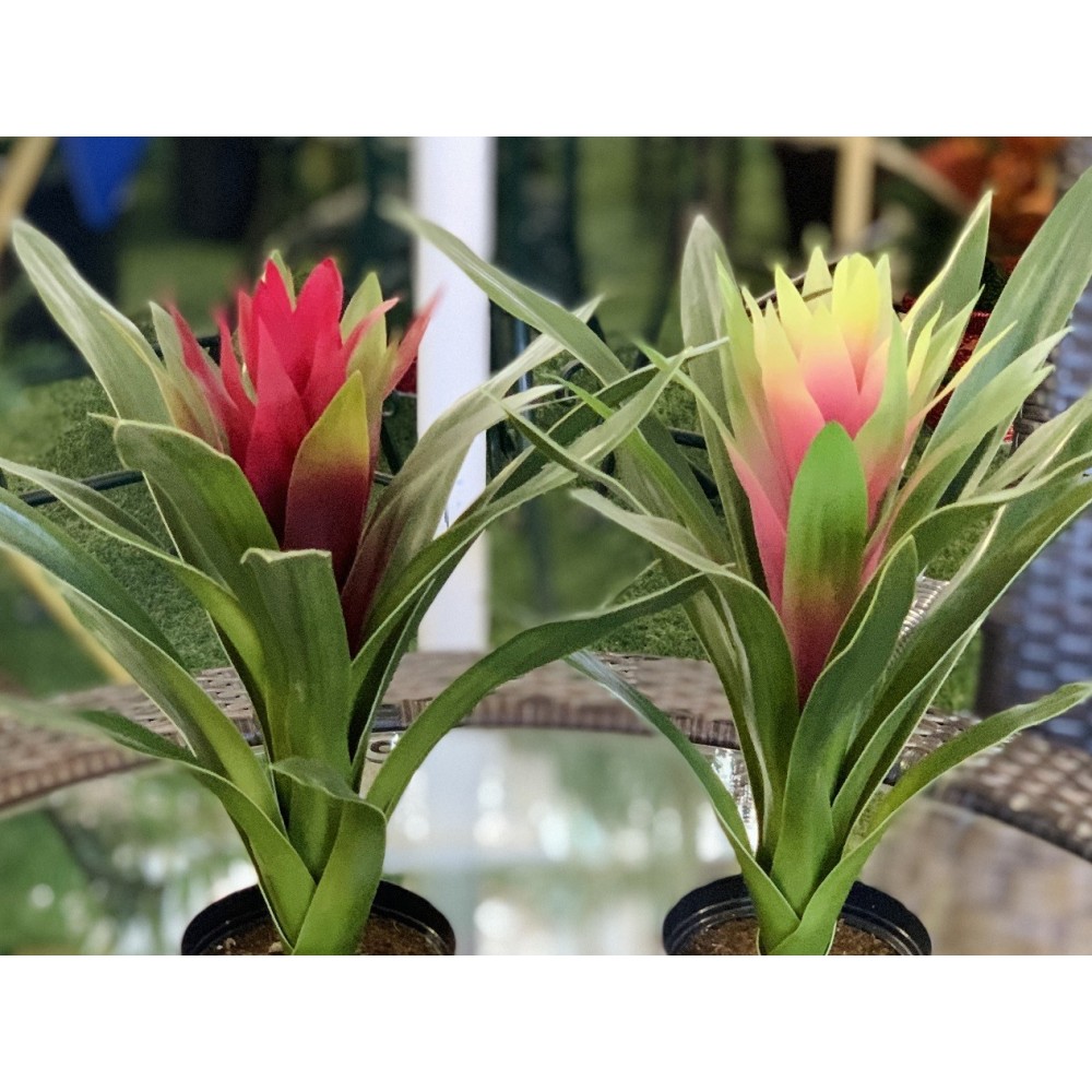 GUZMANIA