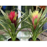 GUZMANIA