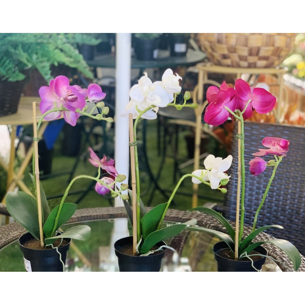 PHANAELOPSIS