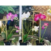 PHANAELOPSIS