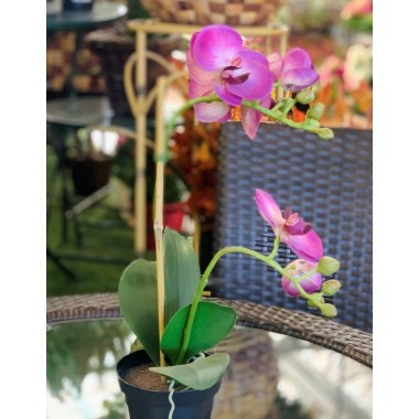 PHANAELOPSIS
