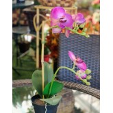 PHANAELOPSIS
