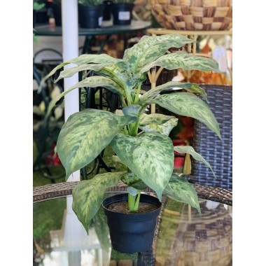 DIEFFENBACHIA 