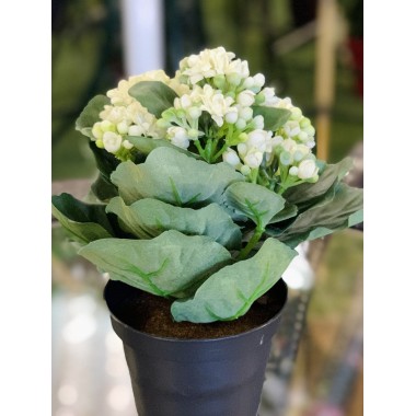 KALANCHOE