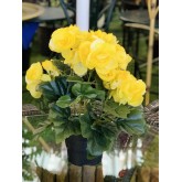 BEGONIA