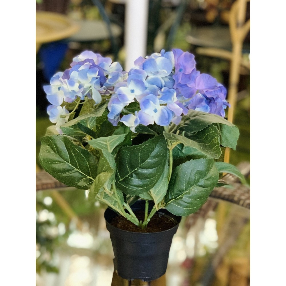 HORTENSIA