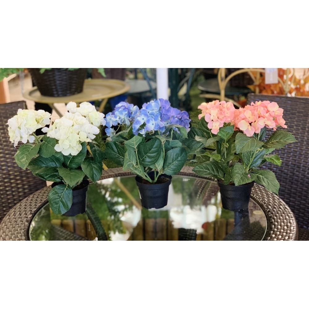 HORTENSIA