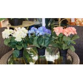 HORTENSIA