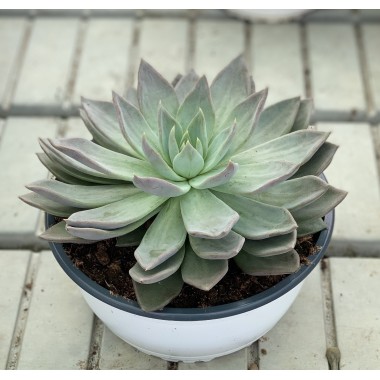 ECHEVERIA 