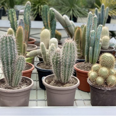 CACTUS VARIADO M25