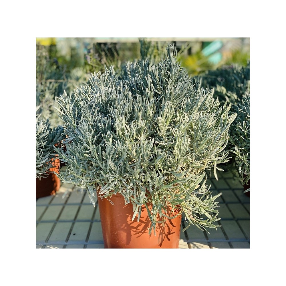LAVANDA OFF