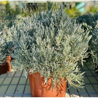 LAVANDA OFF