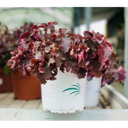 HEUCHERA